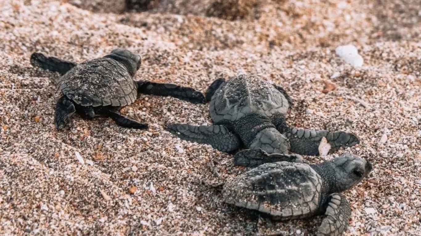 release baby turtle source: thewandererstribe