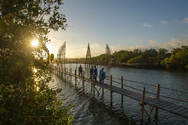 Mangrove Forest Kulon Progo