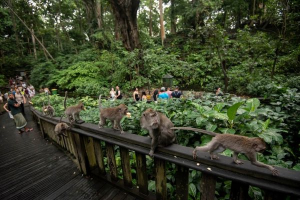 Monkey Forest