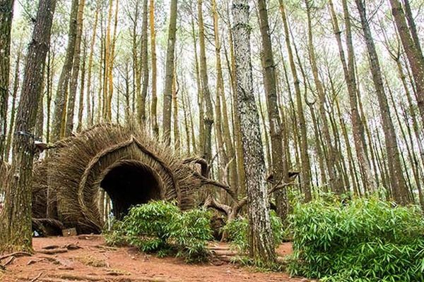 Pengger Pine Forest