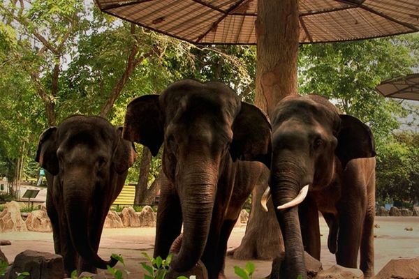 Ragunan Zoo