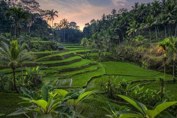 Tegalalang Rice Terrace